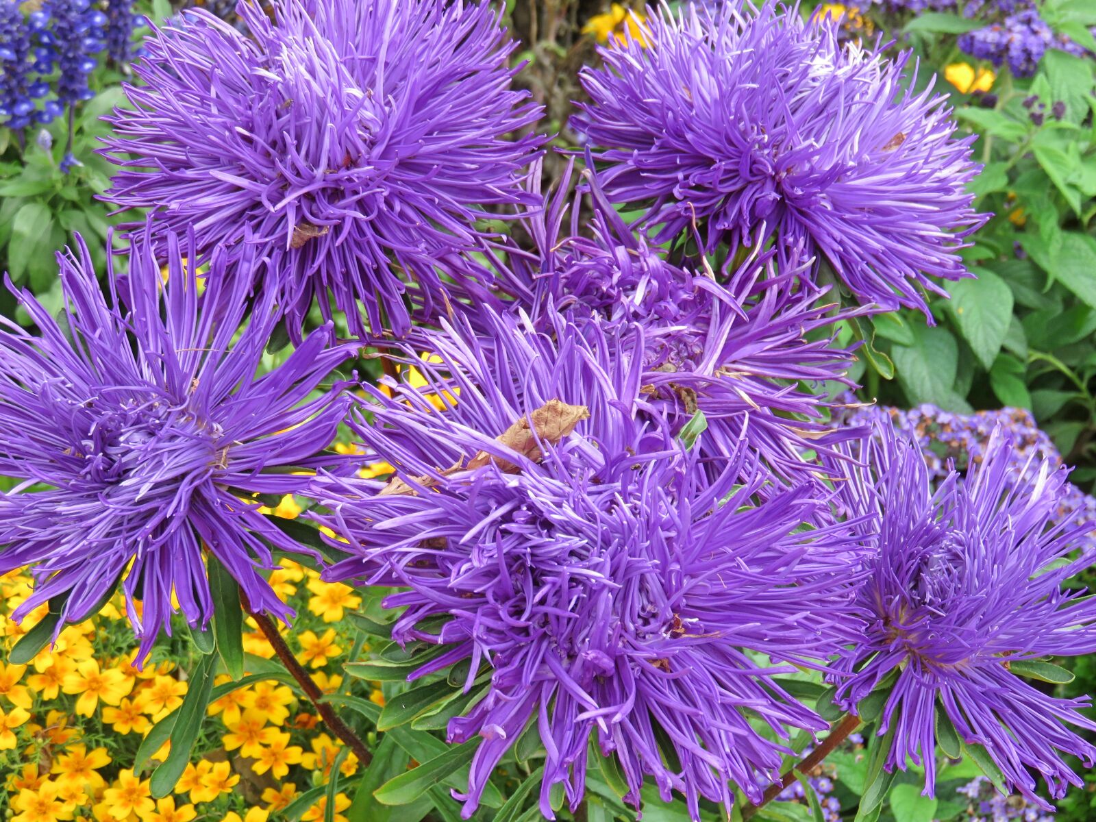 Canon PowerShot SX700 HS sample photo. Flower, summer, flora photography