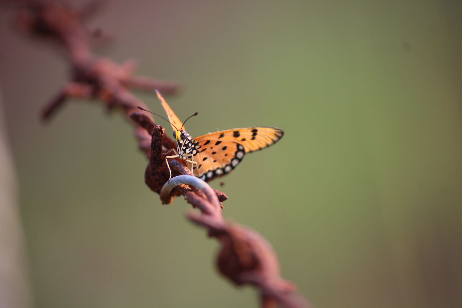 Canon EF-S 55-250mm F4-5.6 IS II sample photo. Micro photography, butterfly, blur photography