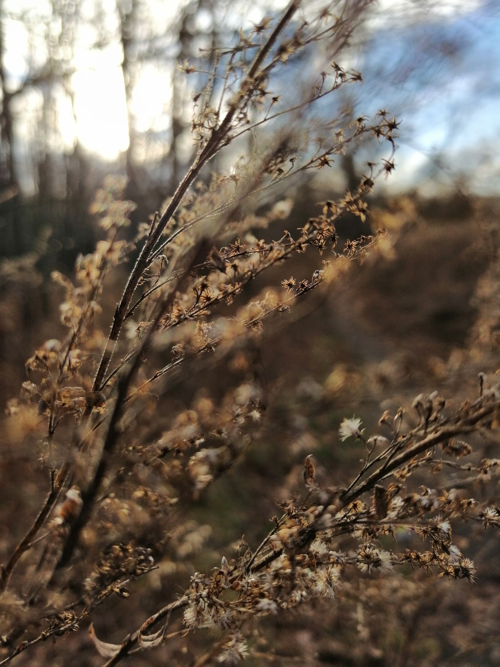 HUAWEI SNE-LX1 sample photo. Merzse, plant, forest photography