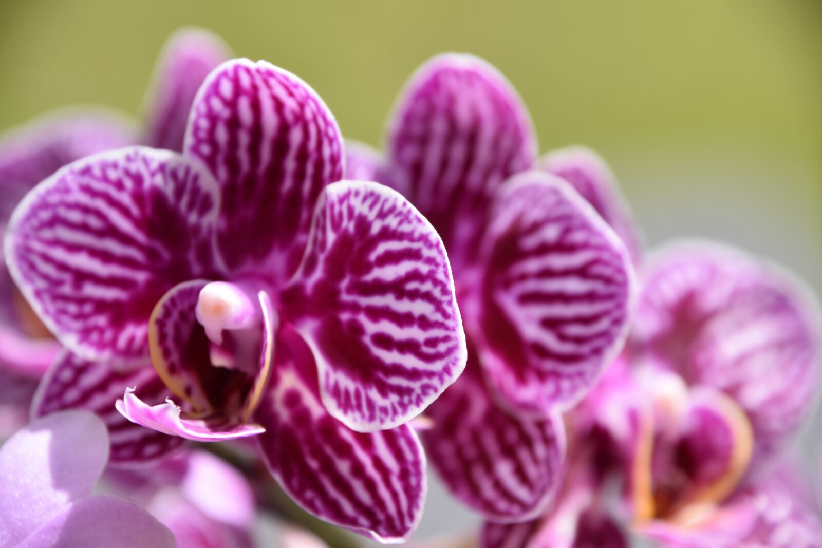 Nikon D5600 sample photo. Orchid, flower, nature photography