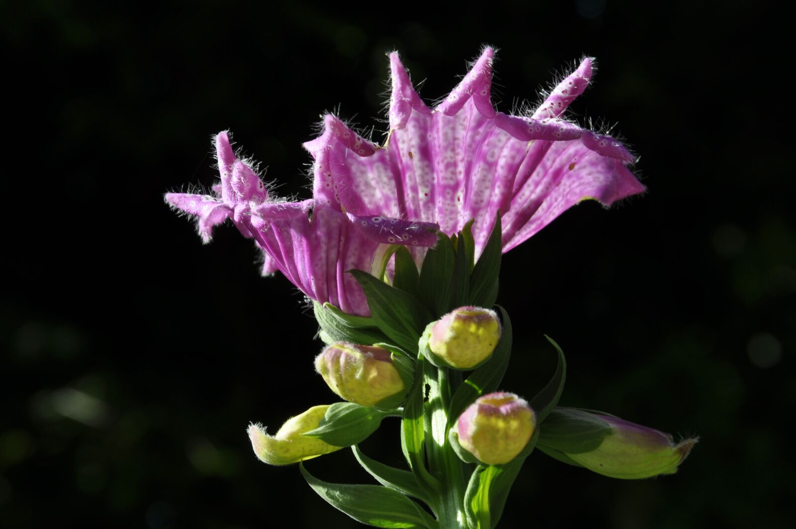 Nikon D90 sample photo. Thimble, flower, nature photography