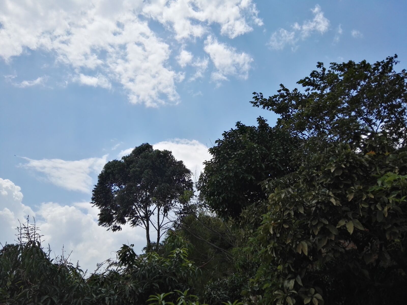 HUAWEI P8 sample photo. Tree, sky, cloud photography
