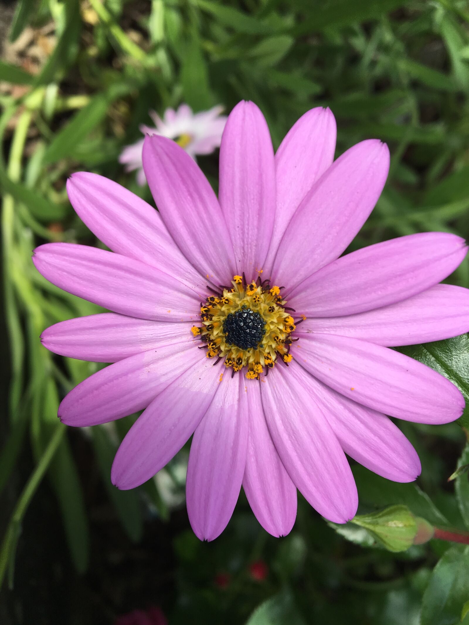 Apple iPhone 6s sample photo. Purple, daisy, petals photography