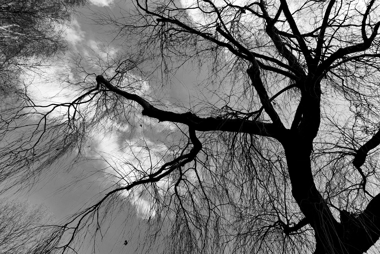 Nikon D750 sample photo. Weeping willow, willow, tree photography