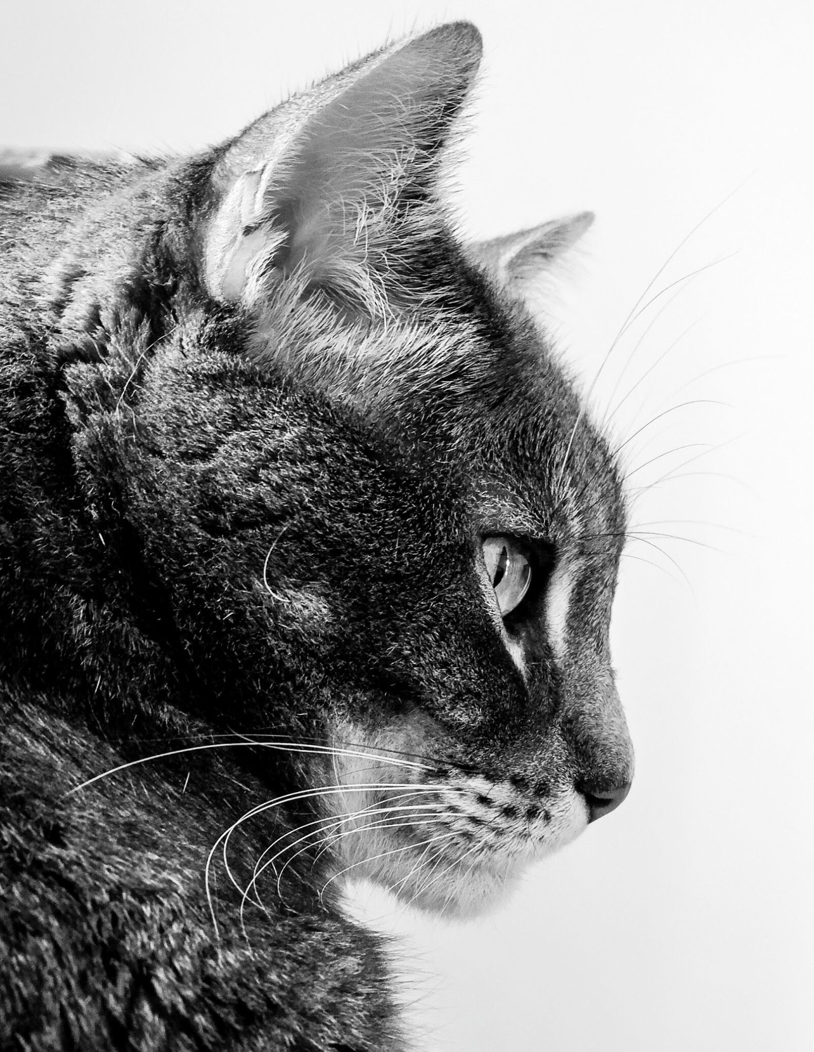 Nikon Coolpix P520 sample photo. Cat, cats, feline photography