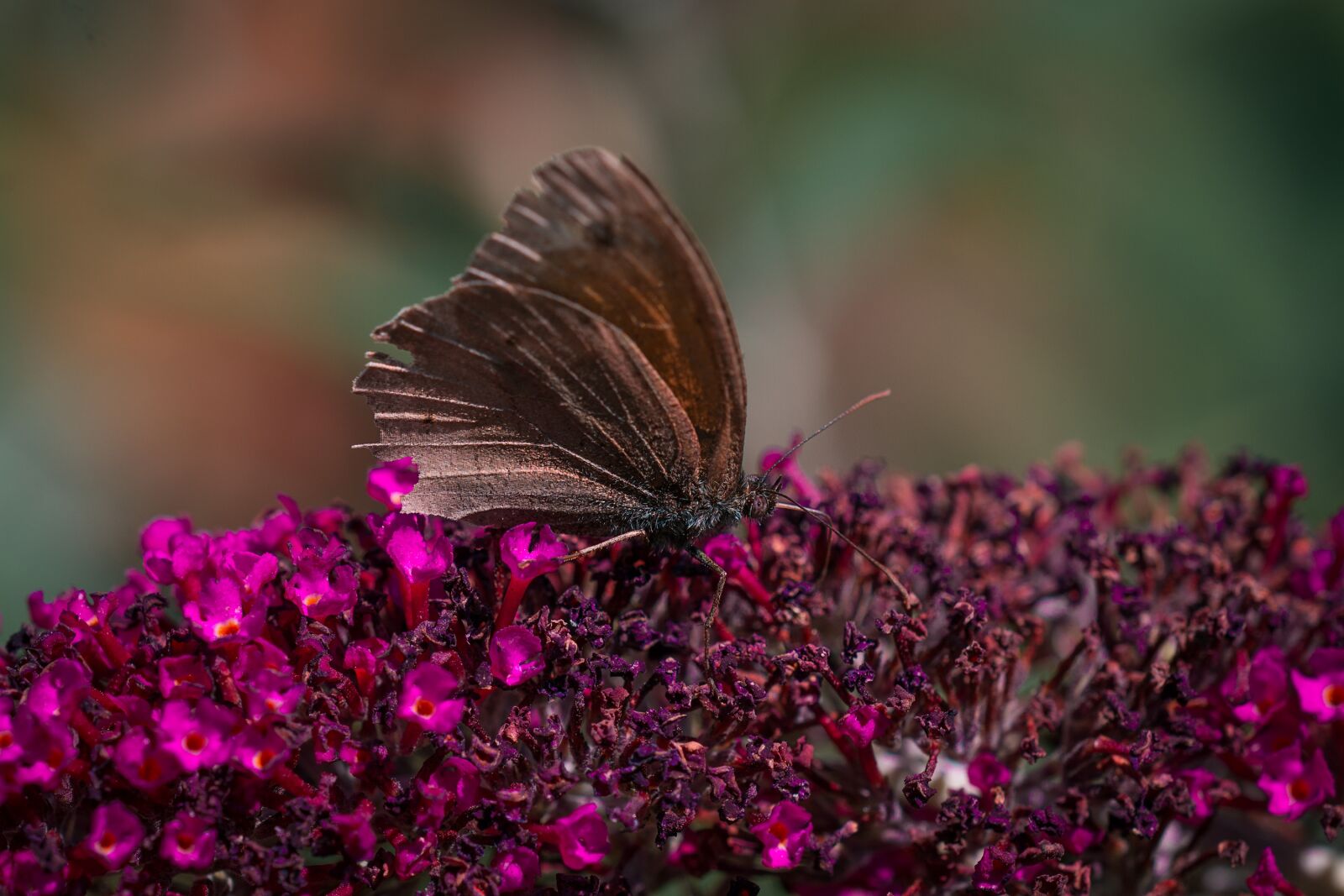Nikon D7100 sample photo. Butterfly, brown, lycaon photography