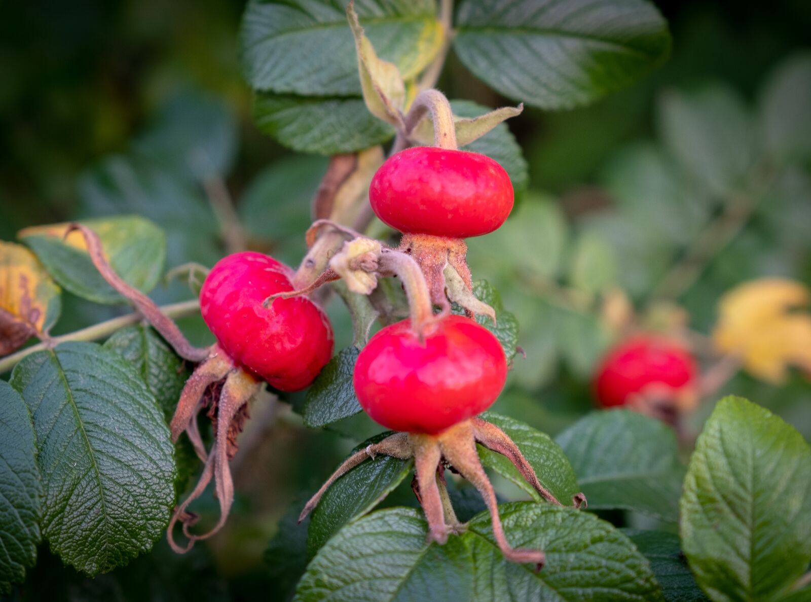 Fujifilm X-T2 sample photo. Rose hip, red, wild photography
