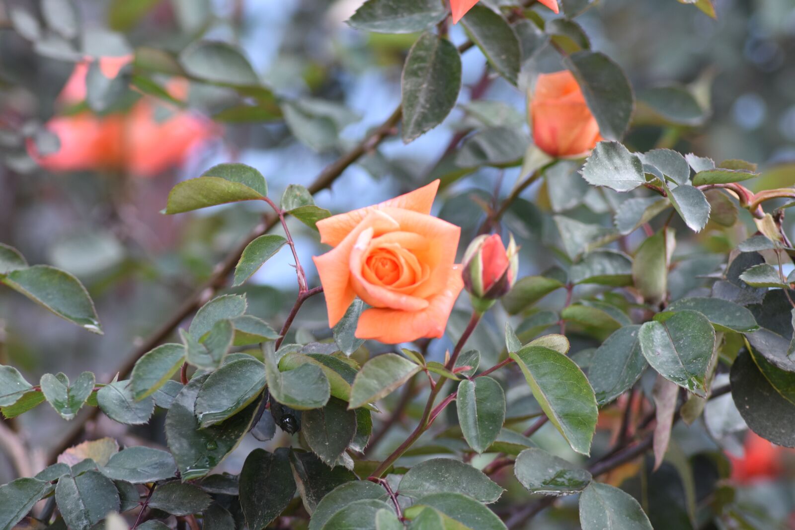 Nikon D7200 sample photo. Flower, red rose, rose photography