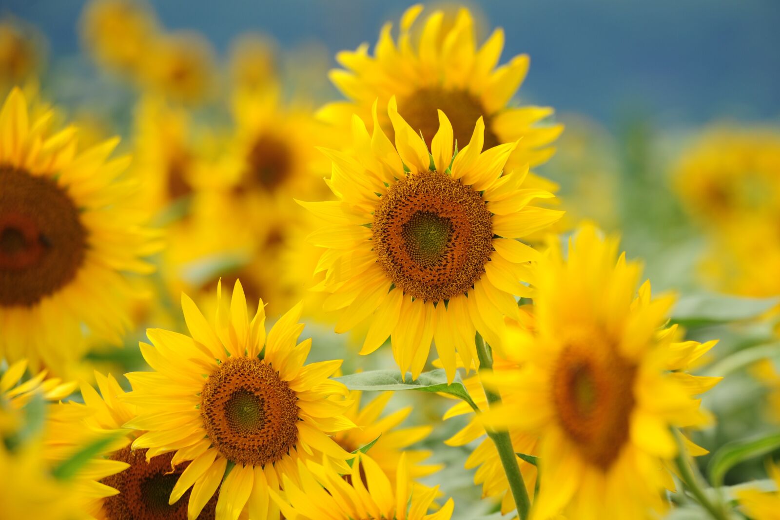 Nikon D700 sample photo. Sunflower field, sun, flowers photography