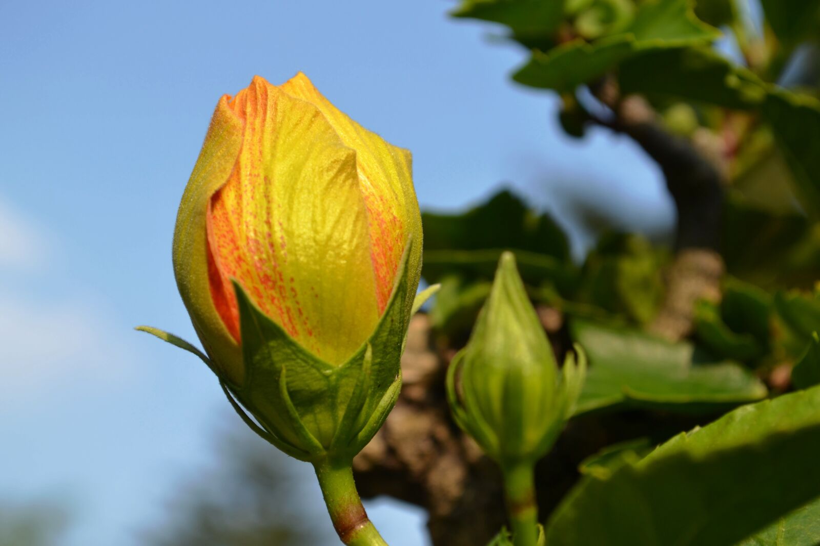 Nikon D3100 sample photo. Bud, yellow, blossom photography