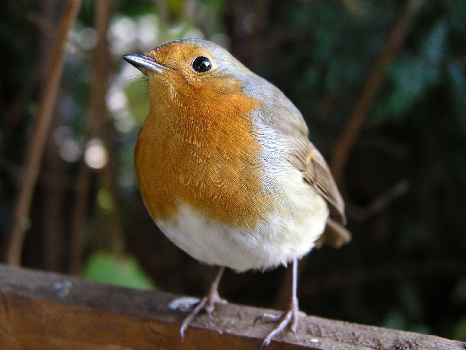 Olympus C5050Z sample photo. Bird, robin, redbreast photography
