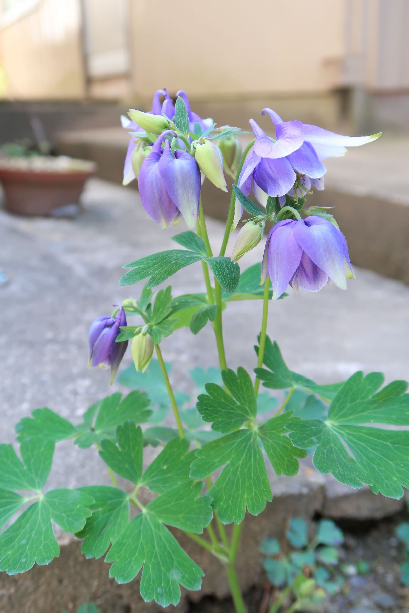 Canon PowerShot G7 X Mark II sample photo. Flowers, plant, natural photography