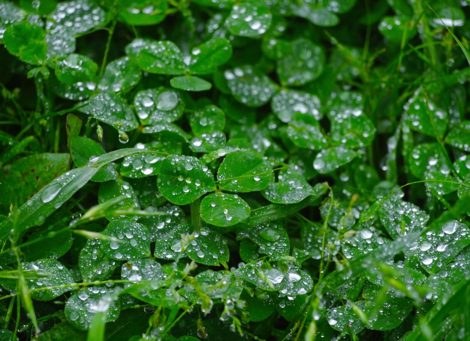 Panasonic Lumix DMC-GX1 sample photo. Rain, trefoil, clover photography