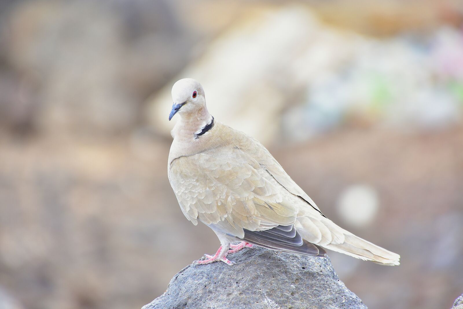 Nikon D7200 sample photo. Ave, paloma, feathers photography