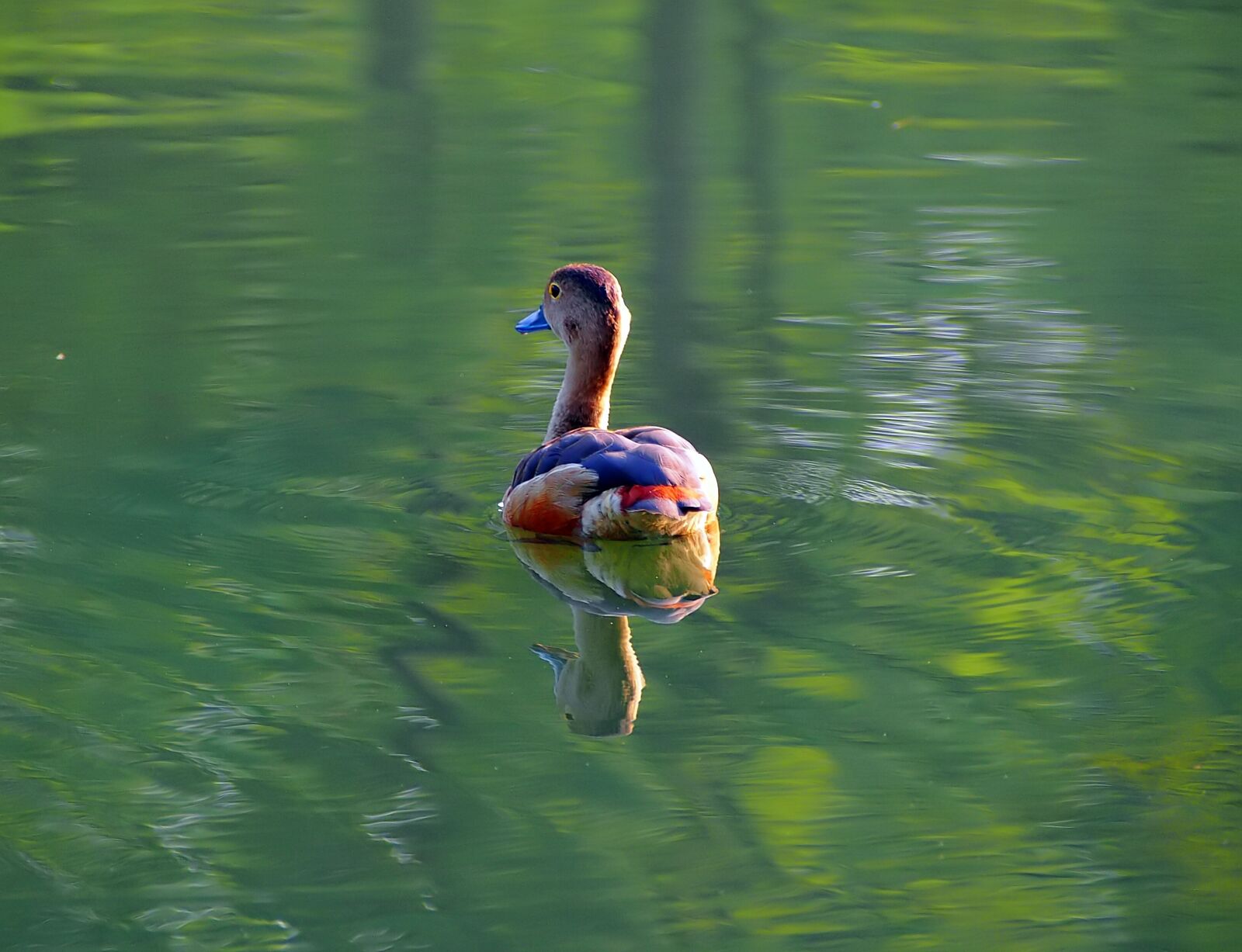 Olympus OM-D E-M5 + Olympus M.Zuiko Digital ED 40-150mm F4-5.6 R sample photo. Juvenile bird swimming, wild photography