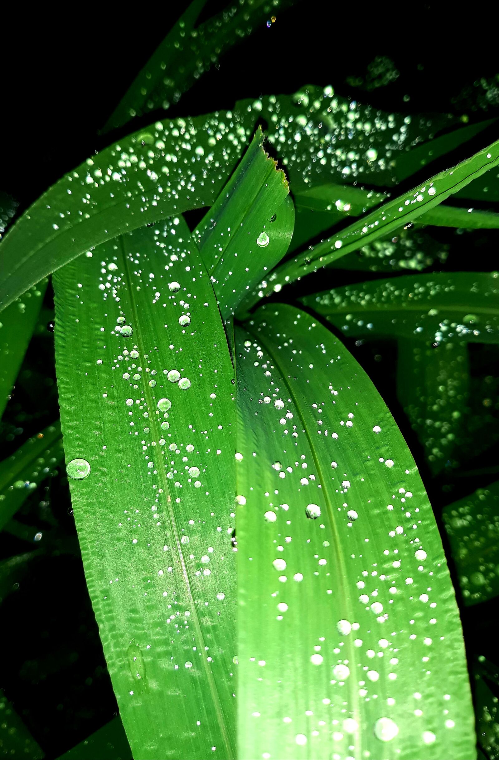 Samsung Galaxy J7 Pro sample photo. Green, dewdrops, lieves photography