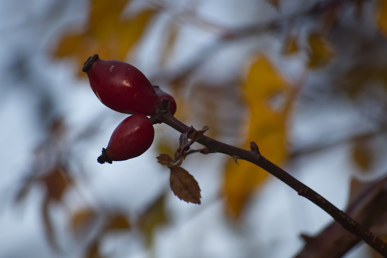 Nikon D5500 sample photo. Rose hip, red, autumn photography