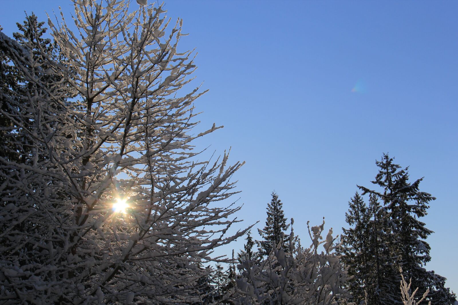 Canon EF-S 18-200mm F3.5-5.6 IS sample photo. Snowy morning, sunny snow photography