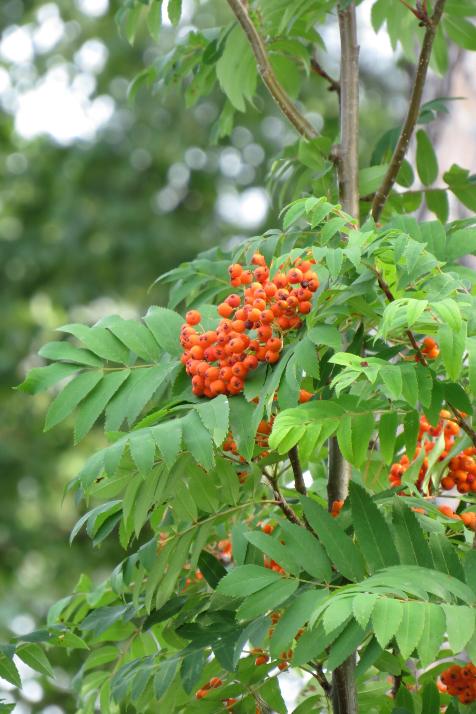 Canon PowerShot SX540 HS sample photo. Summer, berries, nature photography