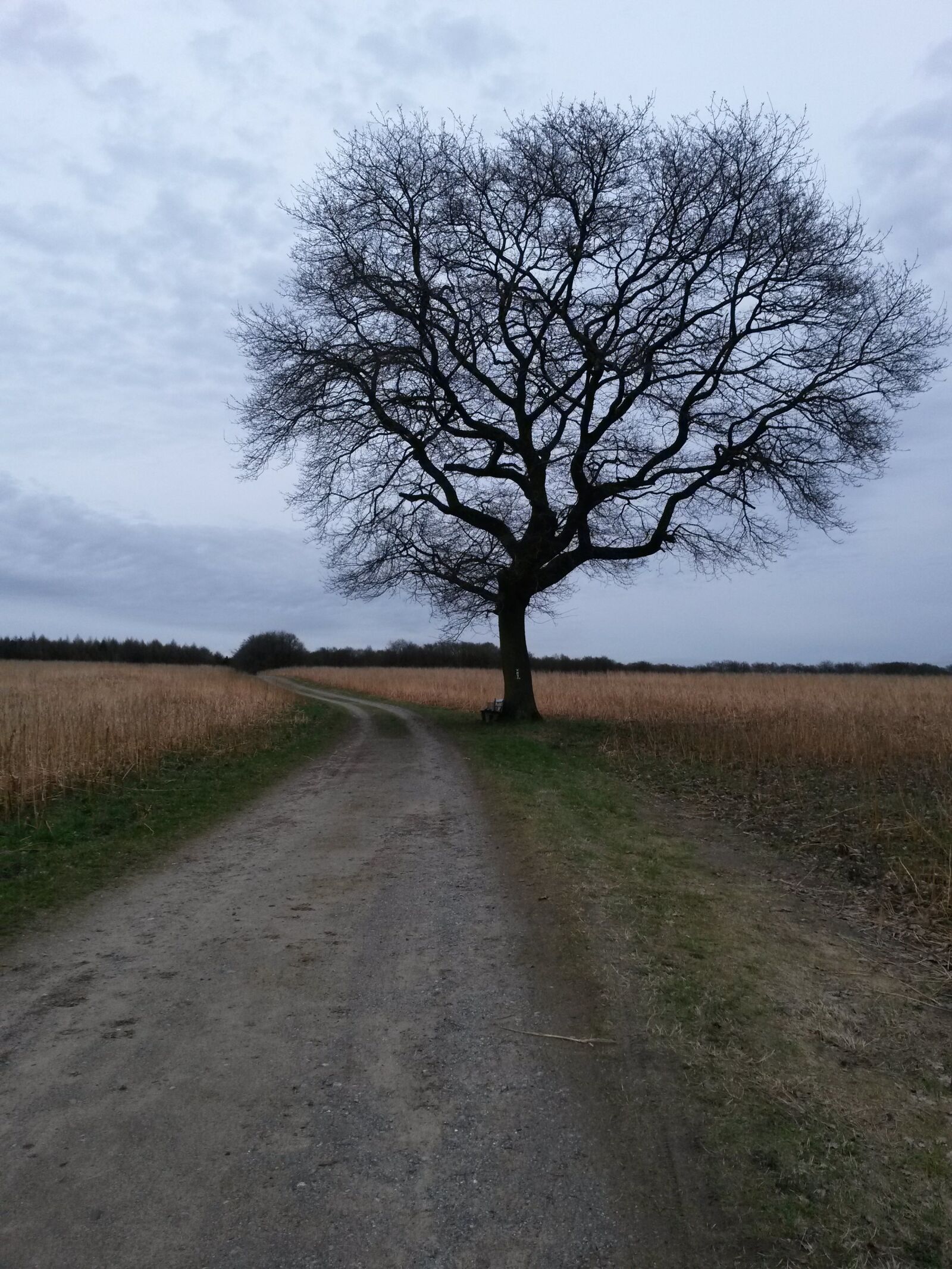 Samsung Galaxy S4 Mini sample photo. The tree, landscape, nature photography