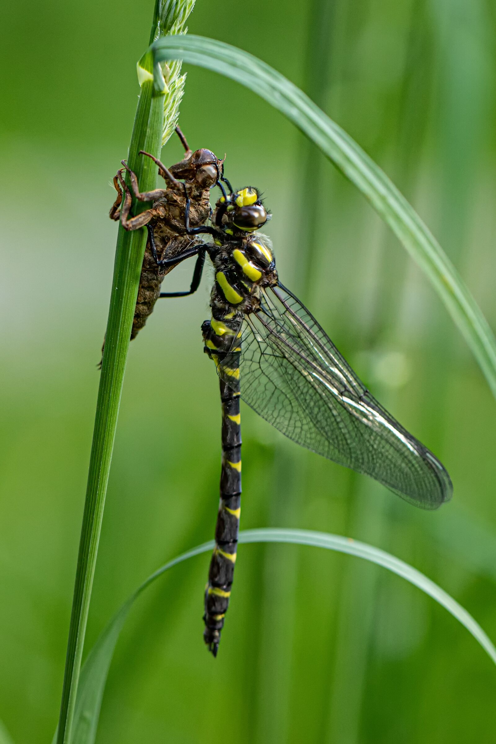 Canon EOS 6D Mark II + Canon EF 100mm F2.8L Macro IS USM sample photo. Dragonfly, nature, insect photography