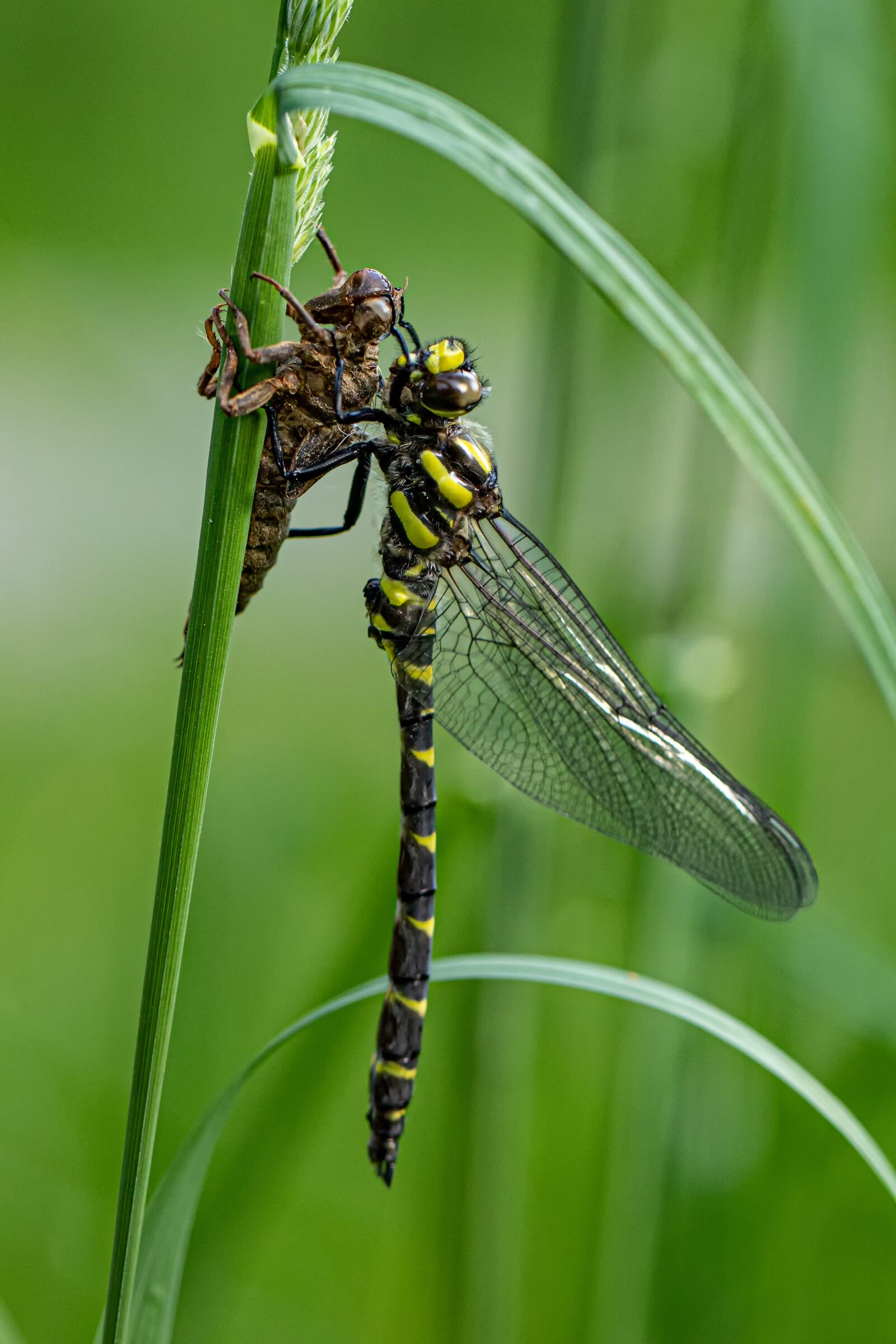 Canon EF 100mm F2.8L Macro IS USM sample photo. Dragonfly, nature, insect photography