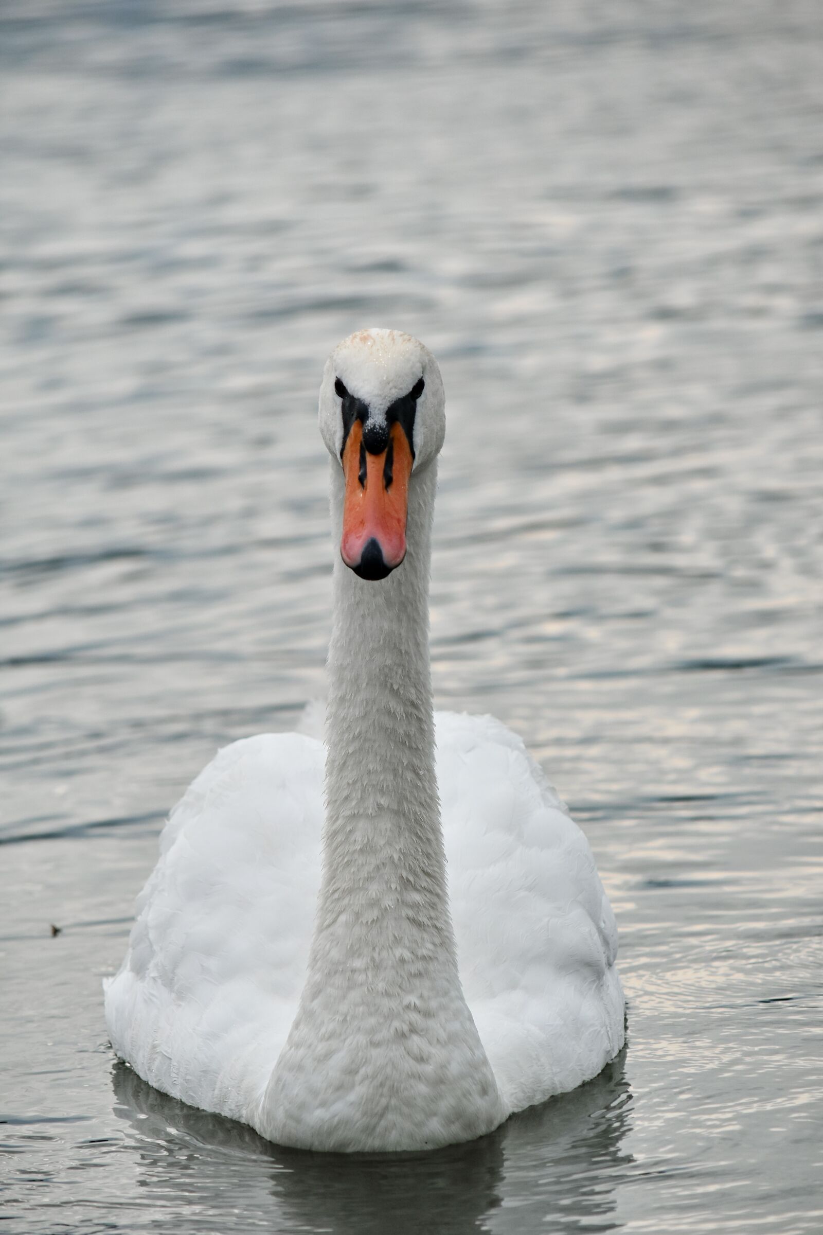 Nikon D5500 sample photo. Bird, elegance, feather, head photography