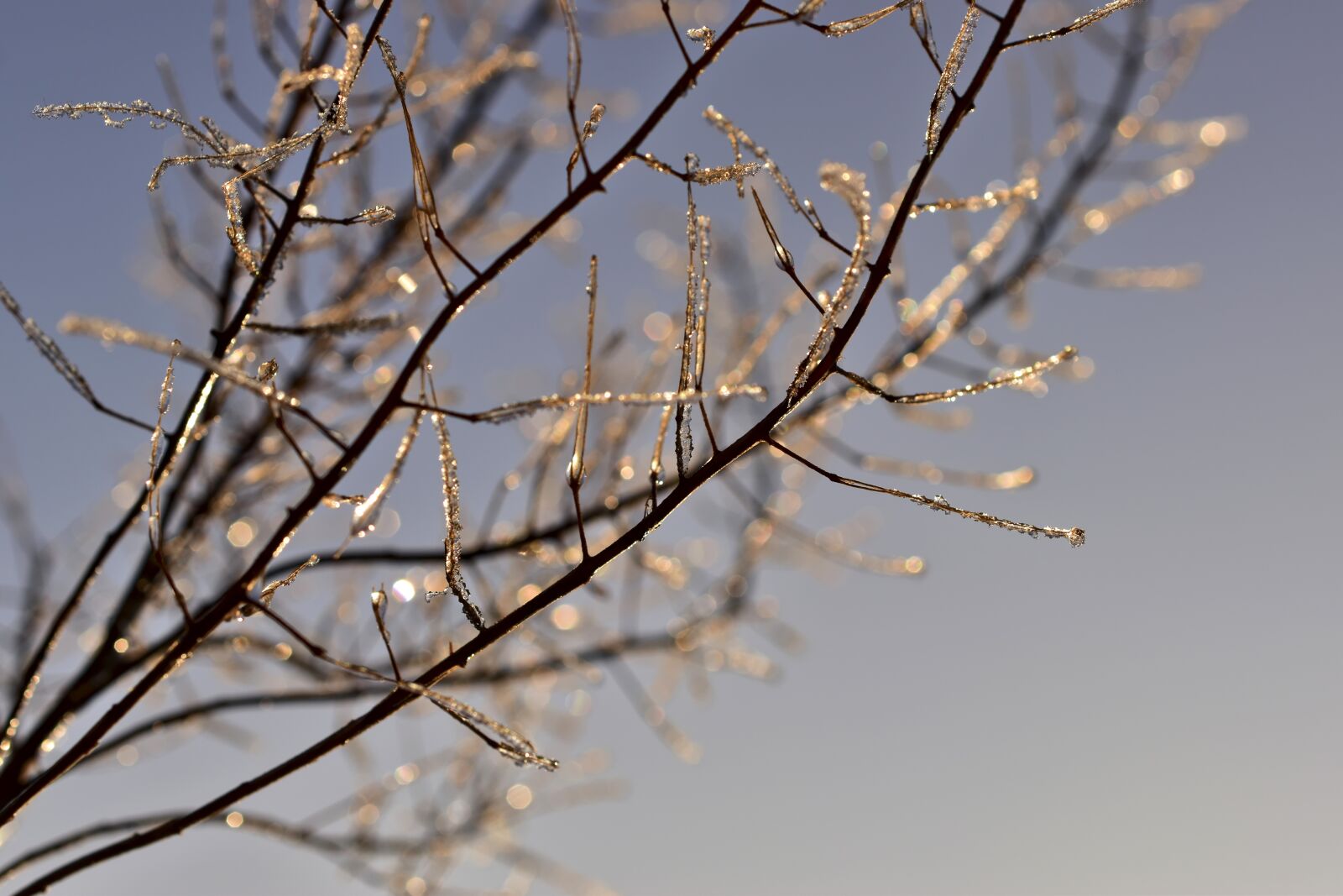 Nikon D5600 sample photo. Ice, eiskristalle, hardest photography