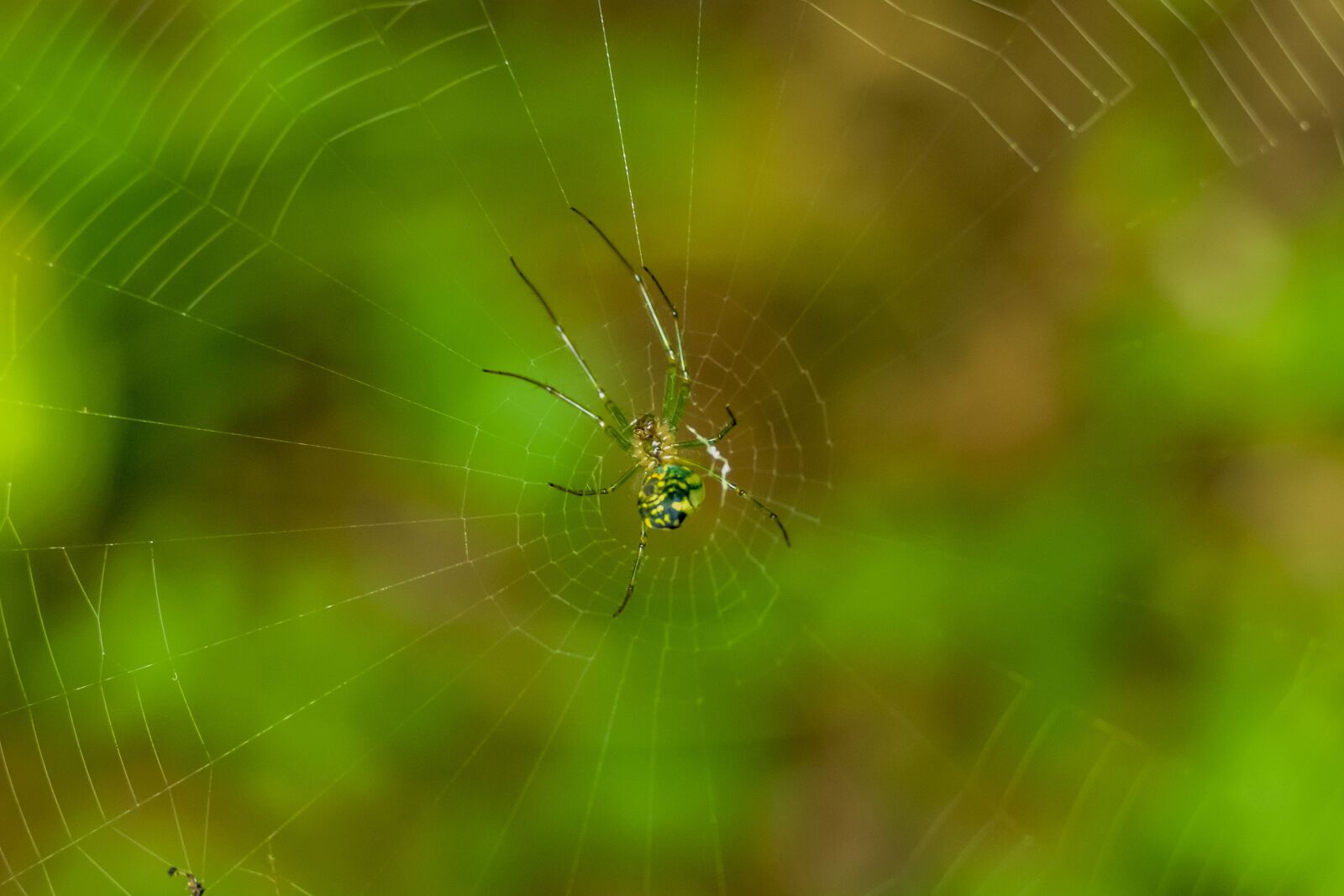 Panasonic Lumix DMC-FZ1000 sample photo. Spider, arachnid, insect photography