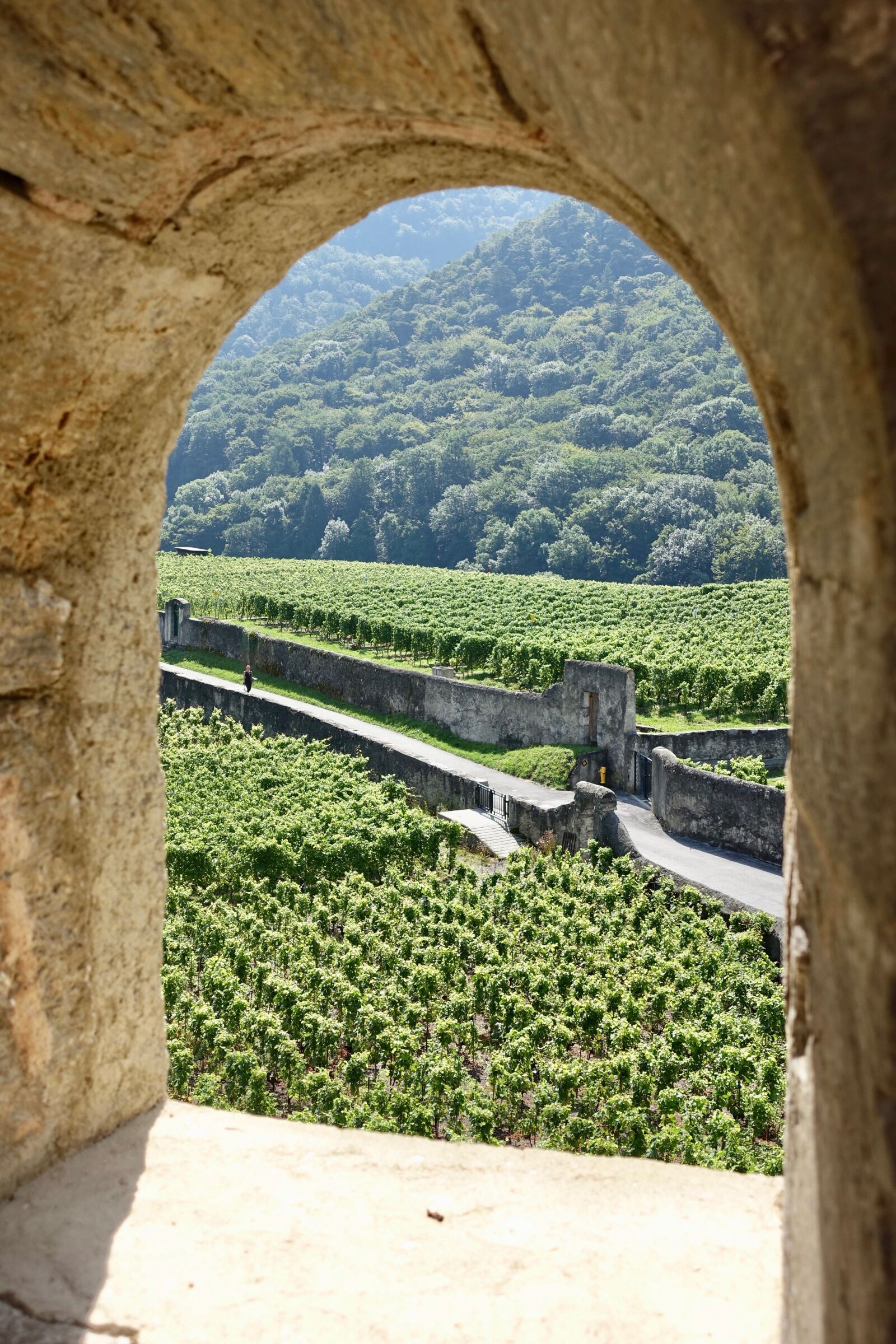 Sony Cyber-shot DSC-RX100 III sample photo. View, vista, vineyards photography