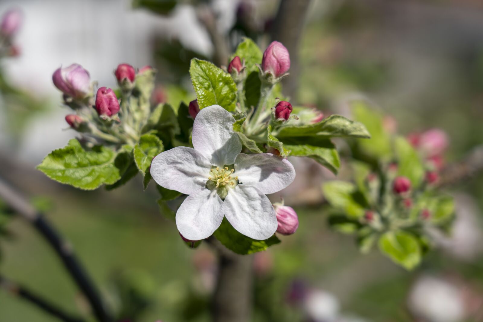 Sony FE 24-105mm F4 G OSS sample photo. Flower, flowers, apple tree photography