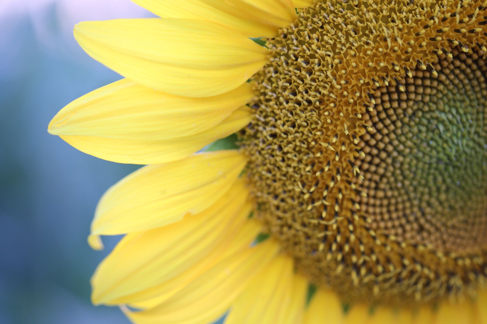 Canon EOS 6D + Canon EF 100mm F2.8 Macro USM sample photo. Sunflower, evening, macro photography