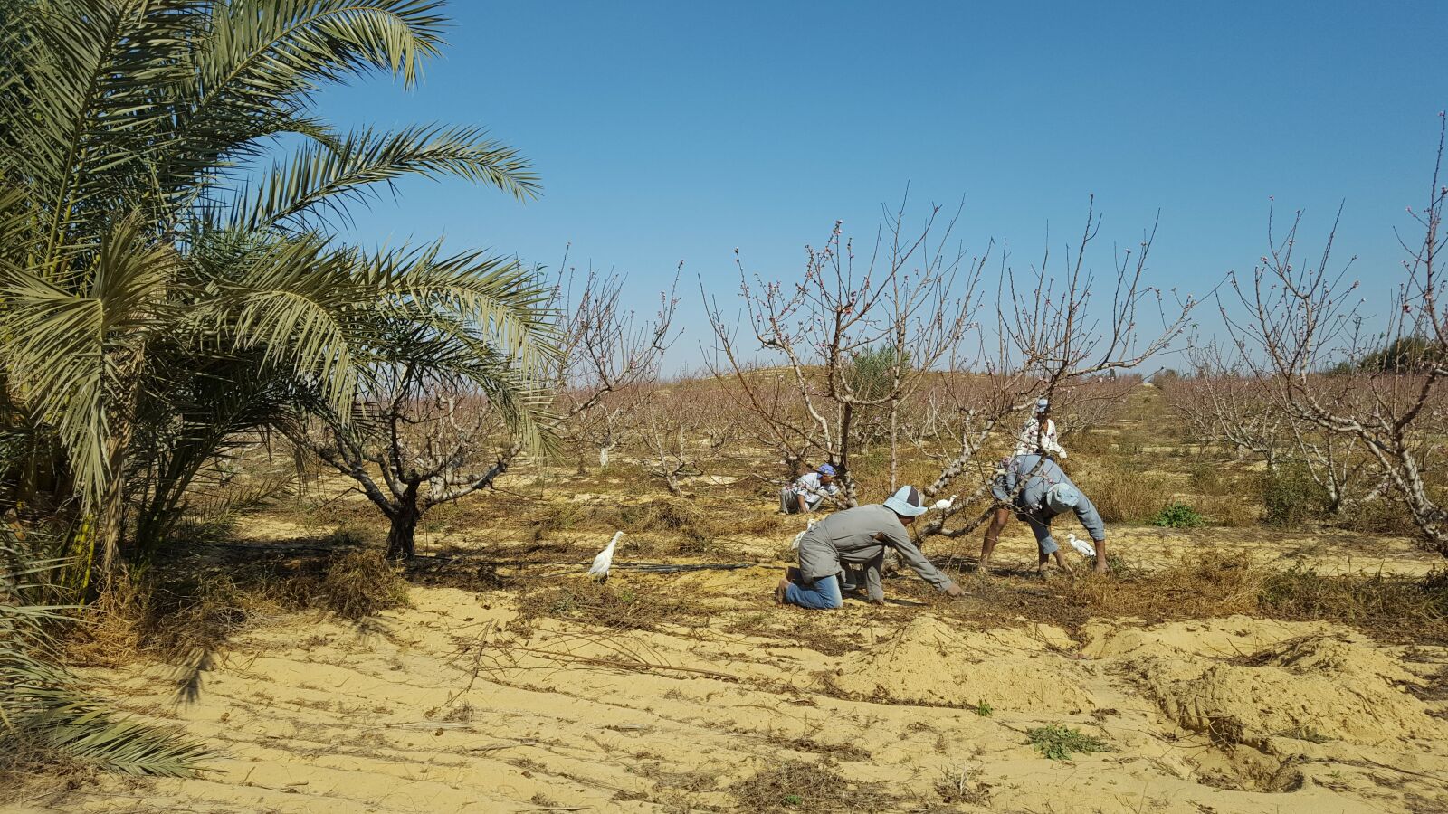Samsung GALAXY S6 edge sample photo. Egypt, farming photography