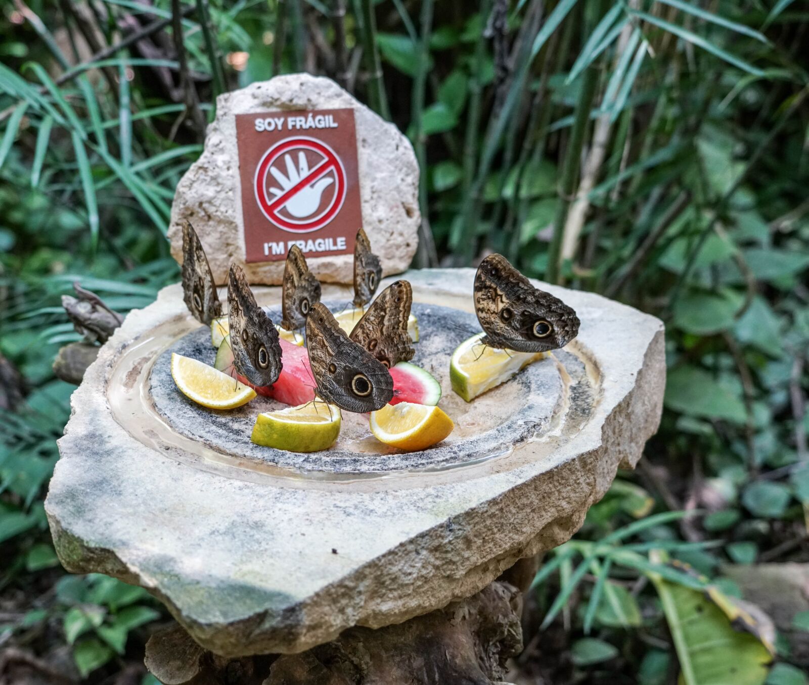 Sony a7R II + Sony FE 24-240mm F3.5-6.3 OSS sample photo. Butterflies, eating fruit, tropical photography