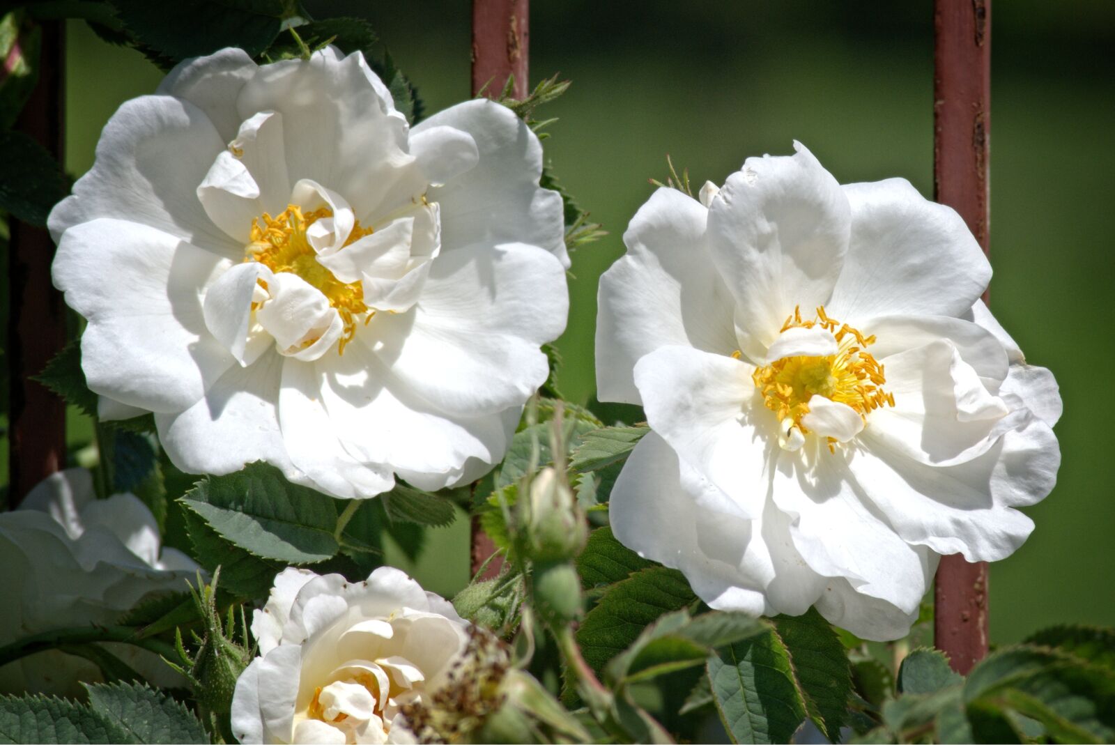 55.0-200.0mm f/4.0-f/5.6 sample photo. Rose bloom, white, rose photography