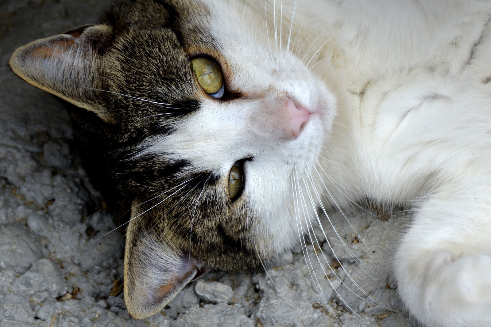 Nikon D7100 sample photo. Cat, animal, pet photography