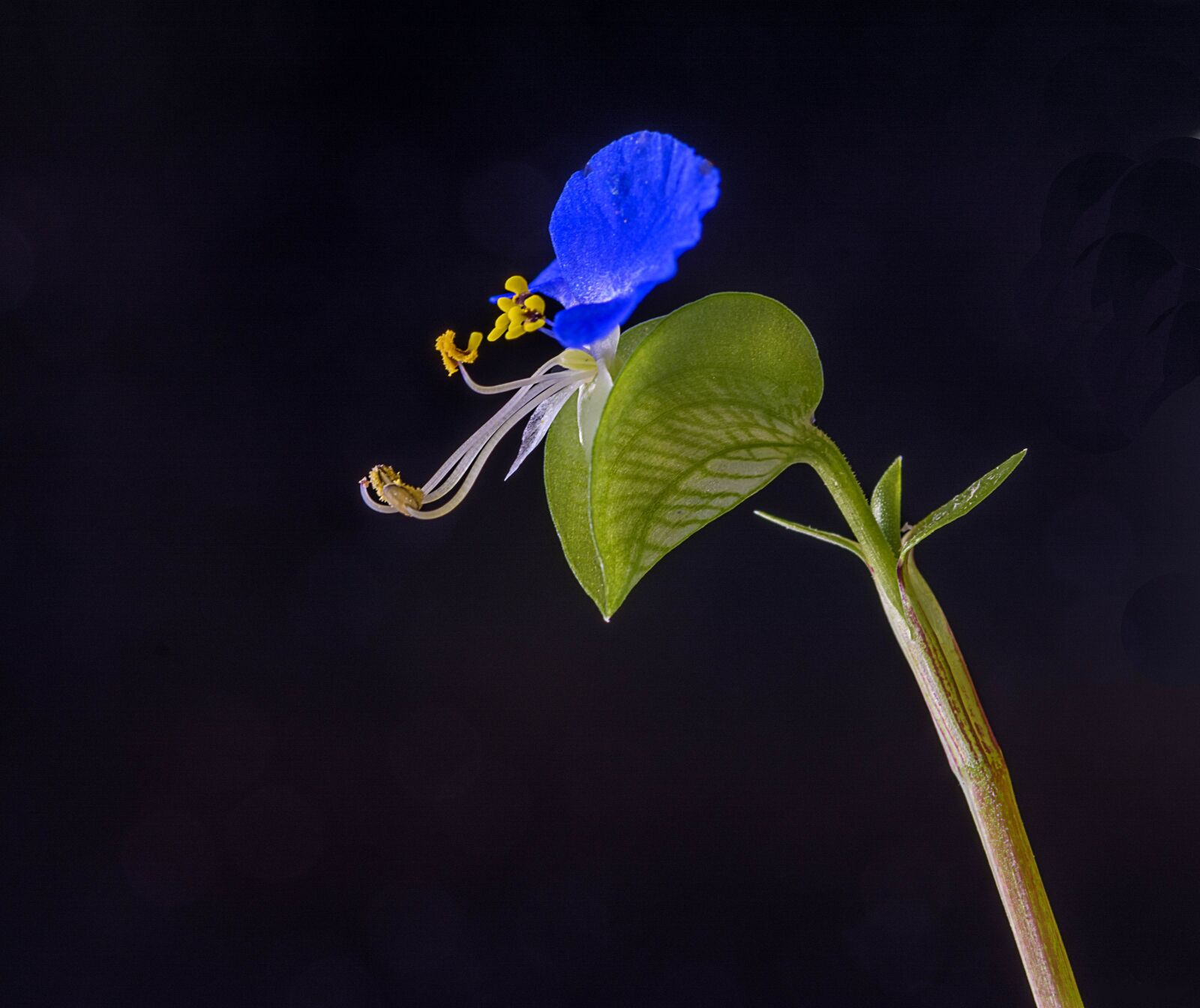 Nikon D7100 sample photo. Flower, color, flowers photography