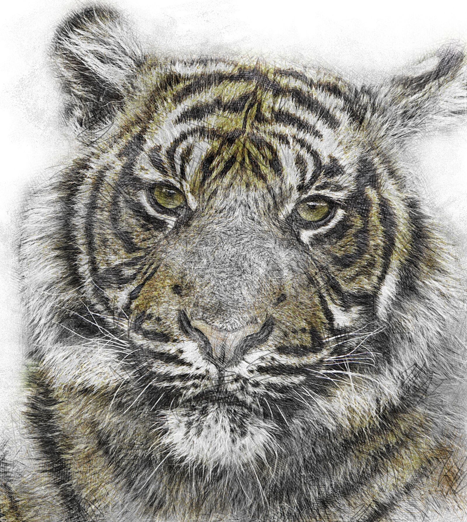 Canon EOS 40D sample photo. Tiger, cub, tiger cub photography
