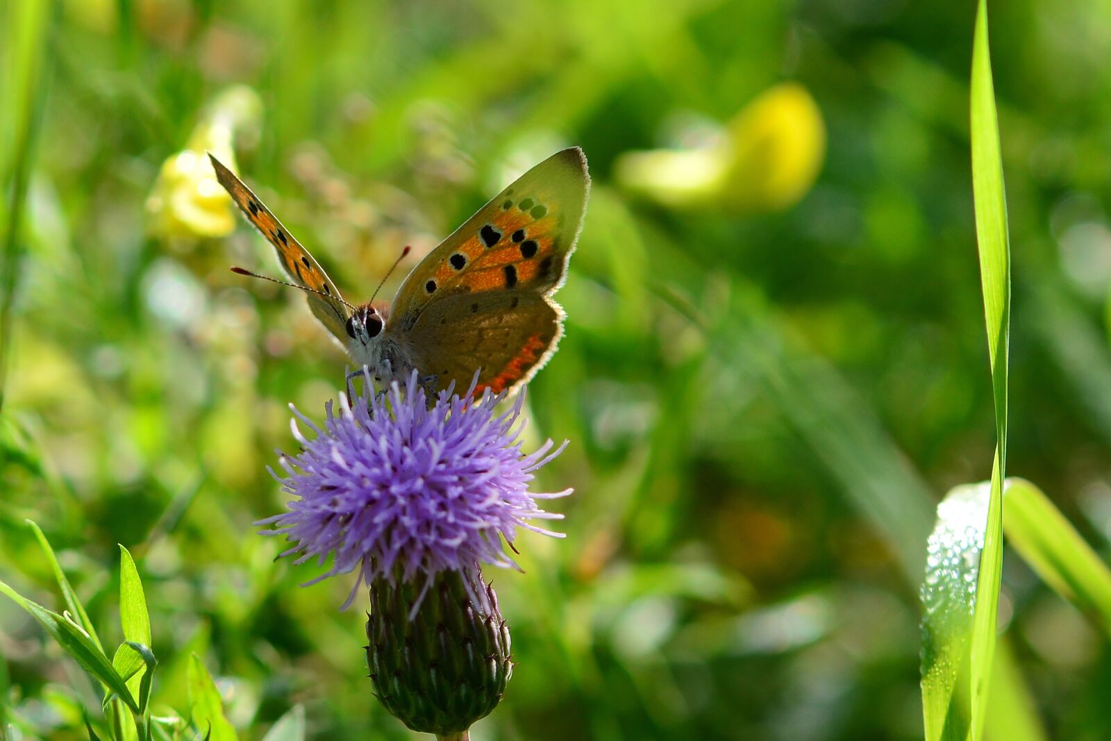 Nikon D5200 sample photo. Butterfly, vanessa cardui, blossom photography