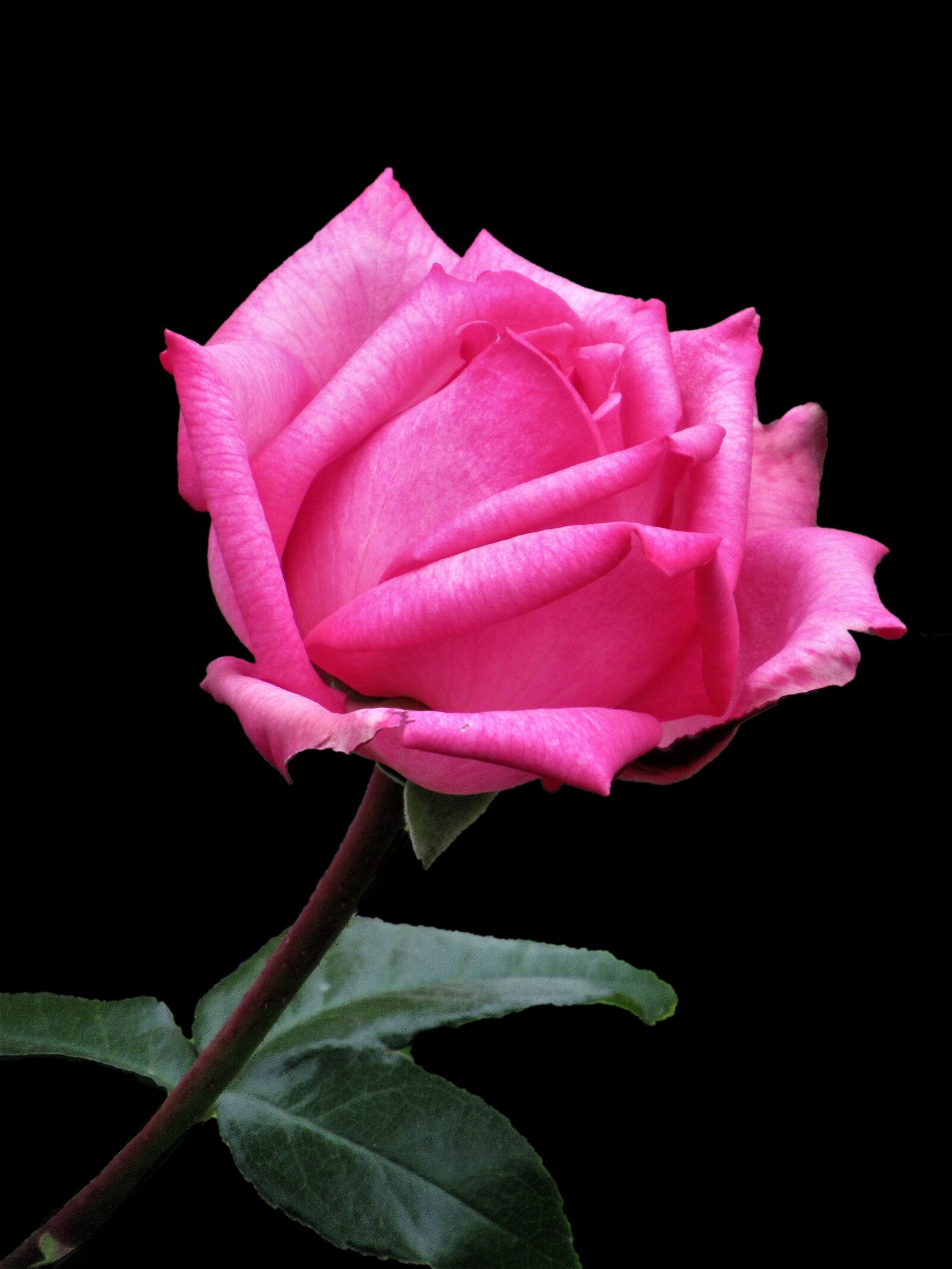 Canon PowerShot SX620 HS sample photo. Nature, rose, flower photography