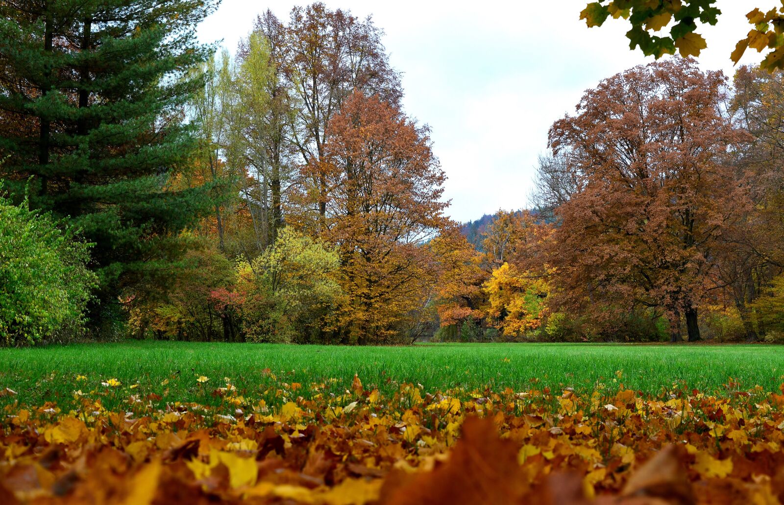 Nikon D5200 sample photo. Tree, nature, season photography