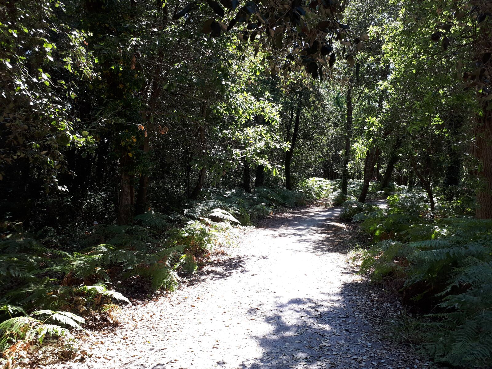 Samsung Galaxy A5(2017) sample photo. France, île d'oleron, forest photography