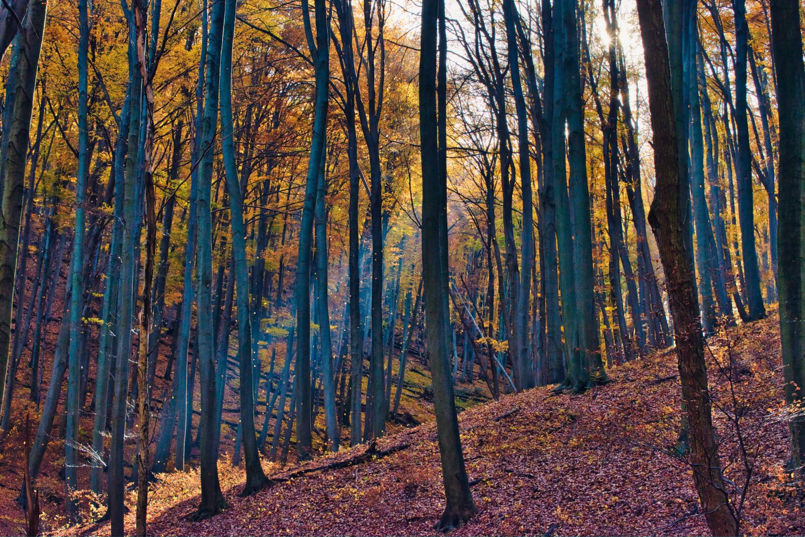 Nikon D5600 sample photo. Autumn, forest, nature photography