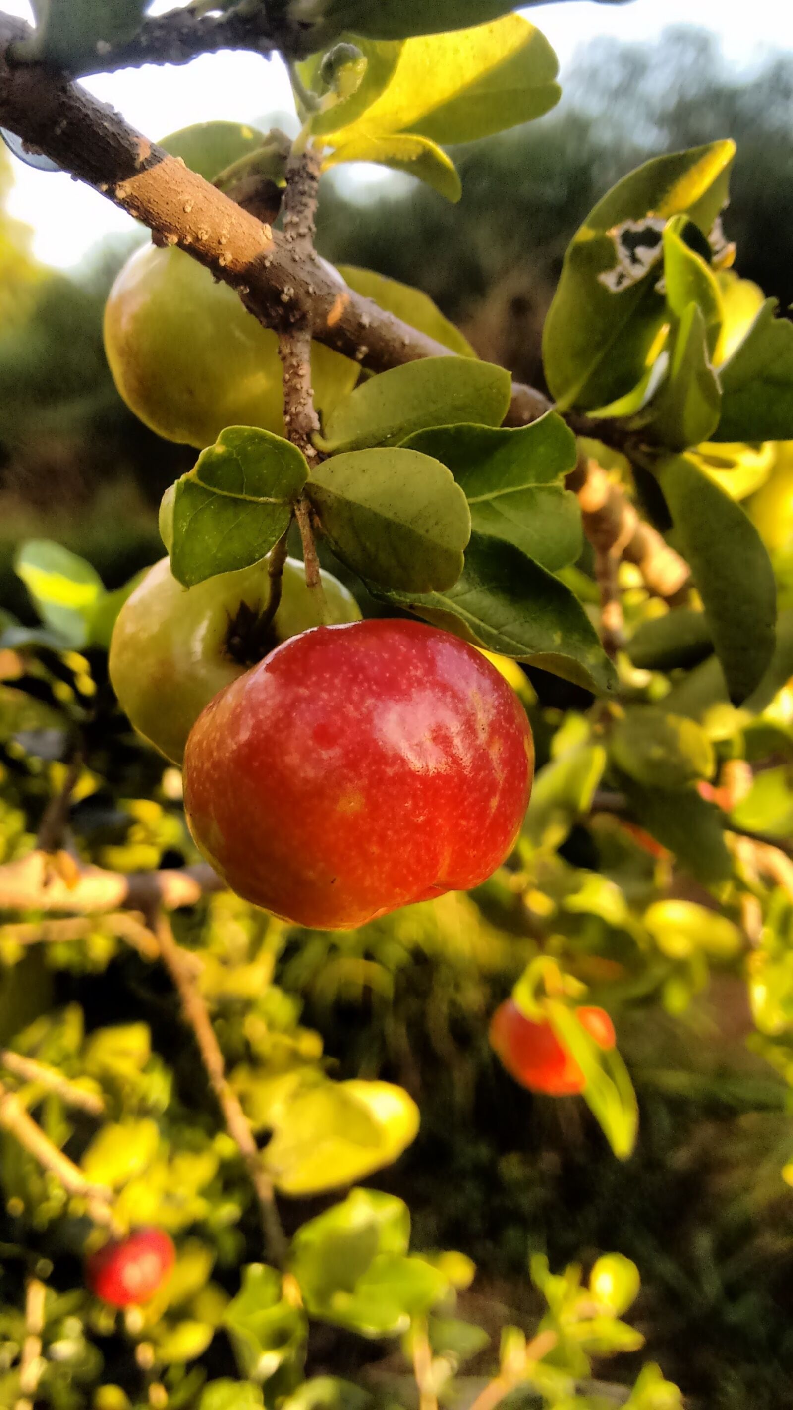 Motorola Moto G (2nd Gen) sample photo. Acerola, fruit, nature photography