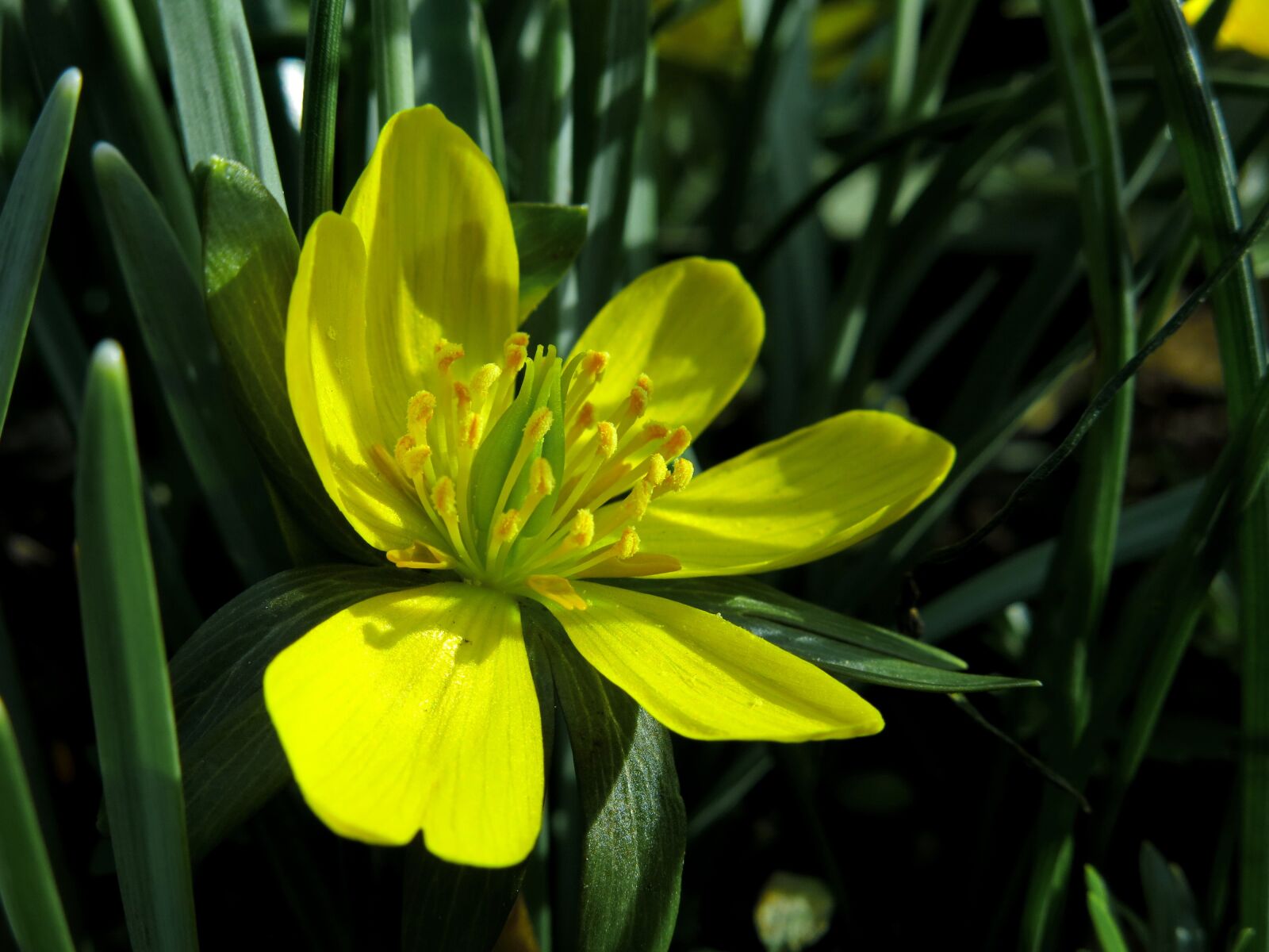 Canon PowerShot G15 sample photo. Winterling, flower, nature photography