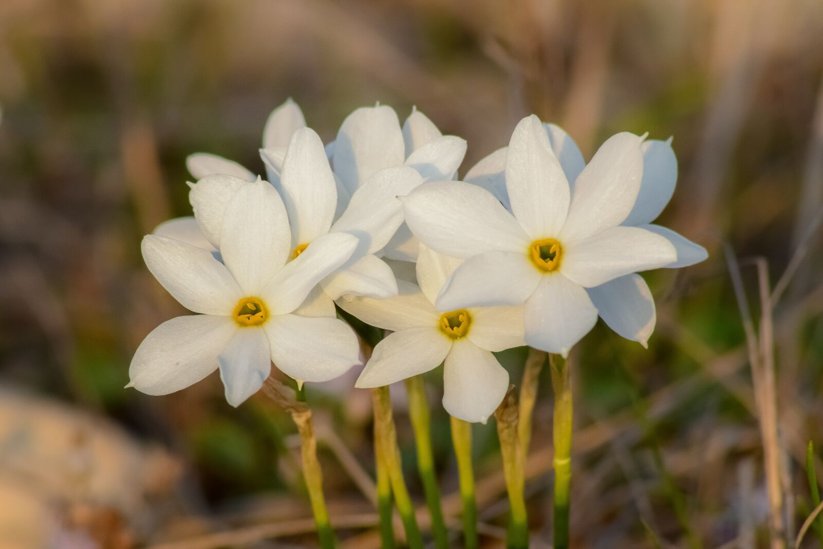 Nikon D3300 sample photo. Flower, lilies, white photography