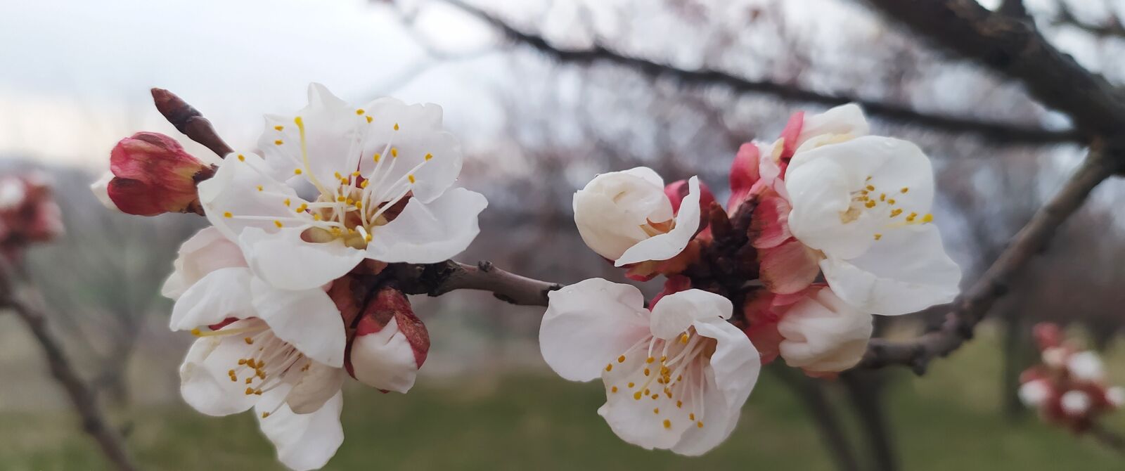 Xiaomi Redmi Note 8 sample photo. Portraite, flower, garden photography