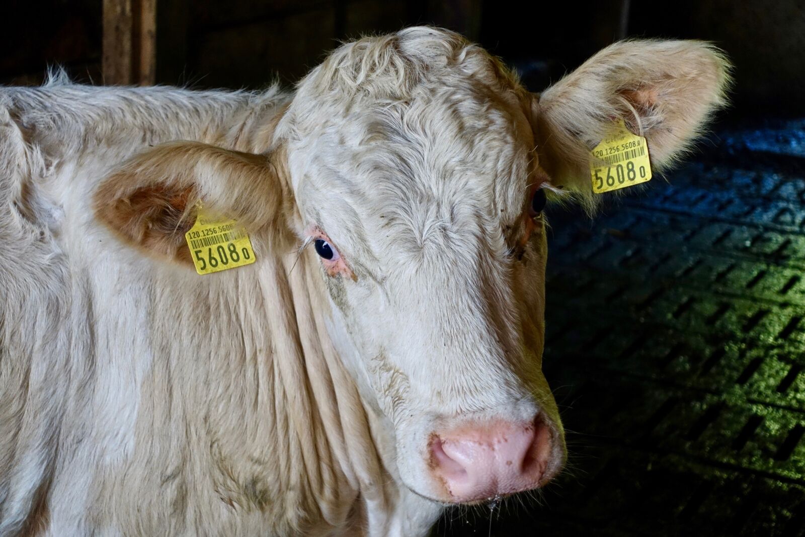 Sony Cyber-shot DSC-RX100 III sample photo. Cow, bovine, livestock photography