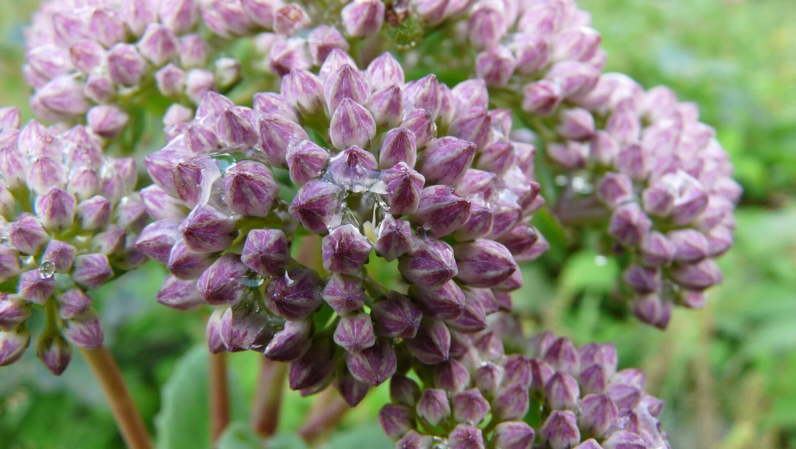 Panasonic DMC-FZ18 sample photo. Flower, macro, nature photography