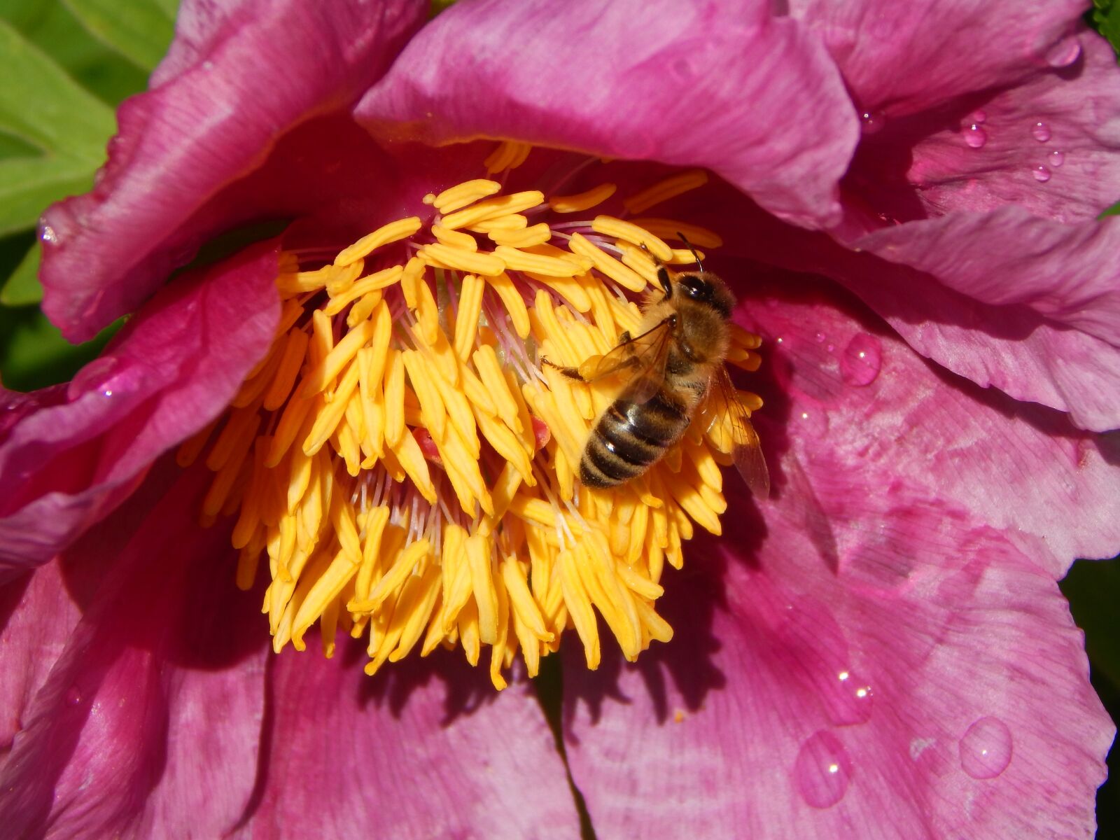 Nikon Coolpix L830 sample photo. Peony, bee, nature photography